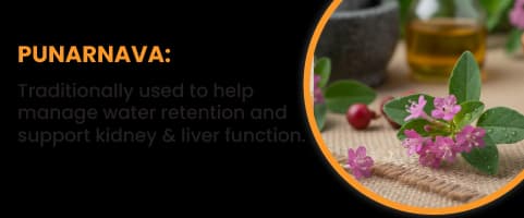 PUNARNAVA