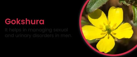 Gokshura