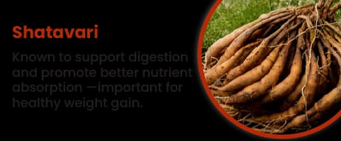 Shatavari