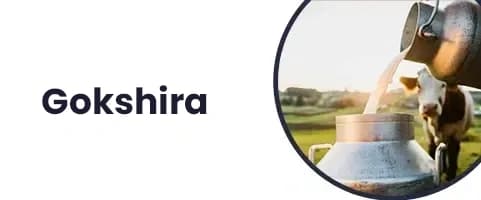 Gokshura