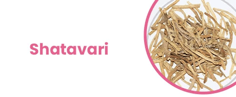 Shatavari